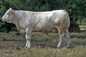 Vache Blonde d' aquitaine