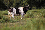 La vache Bretonne pie noir