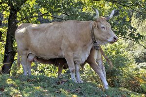 La vache Villard de Lans
