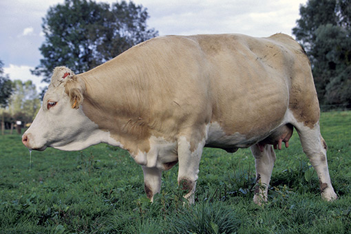 La vache simmental francaise