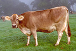la-vache-brune