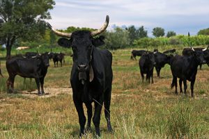 la-vache-camarguaise