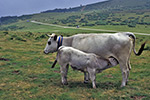 La vache Gasconne