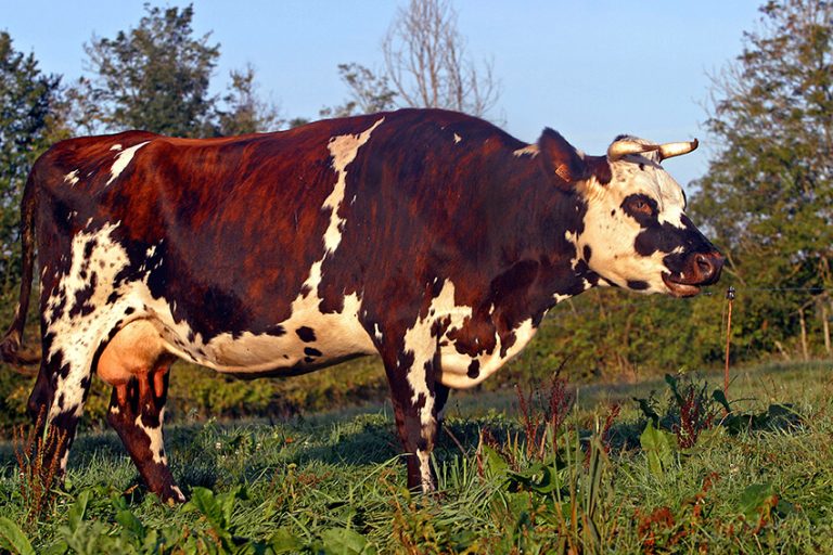 vache-normande-la-vache-toutes-les-races-de-vaches-de-france-photos